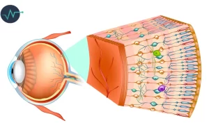 طرق الوقاية من أمراض شبكية العين
